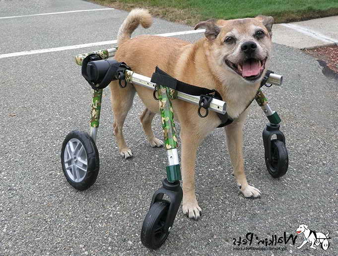 Dachshund Wheelchair For Sale