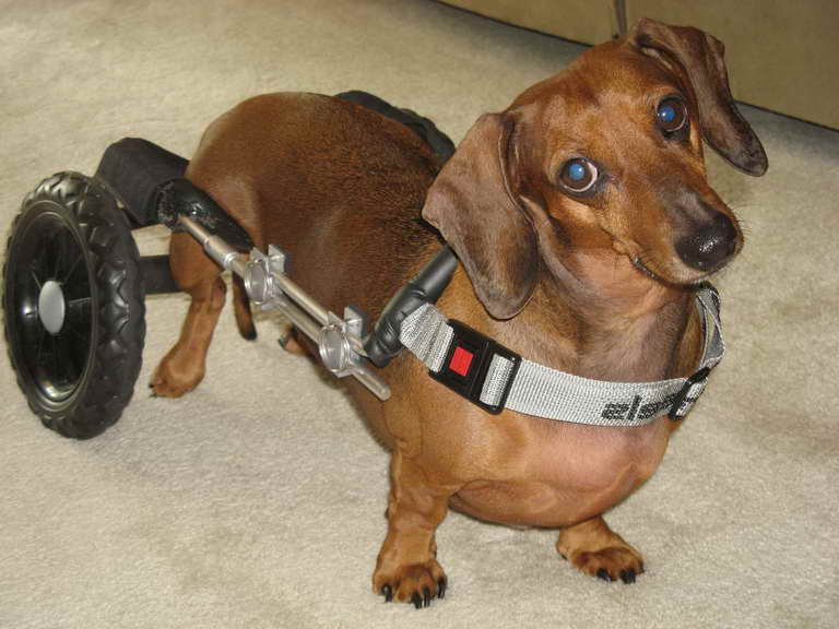 Dachshund Wheels