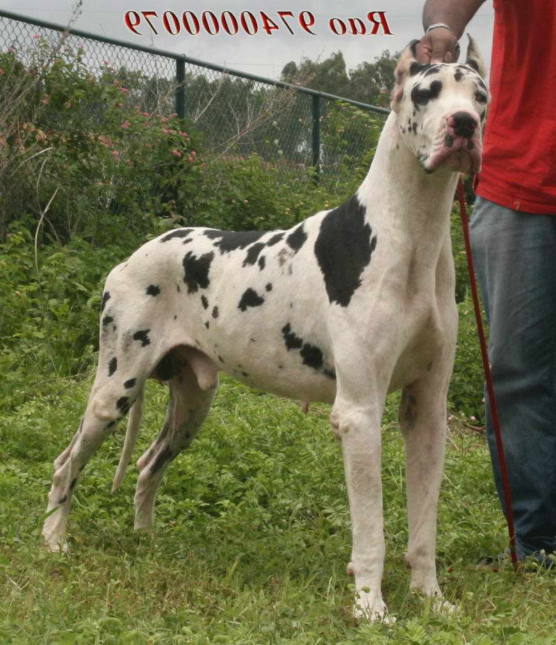Dalmatian Great Dane Puppies For Sale