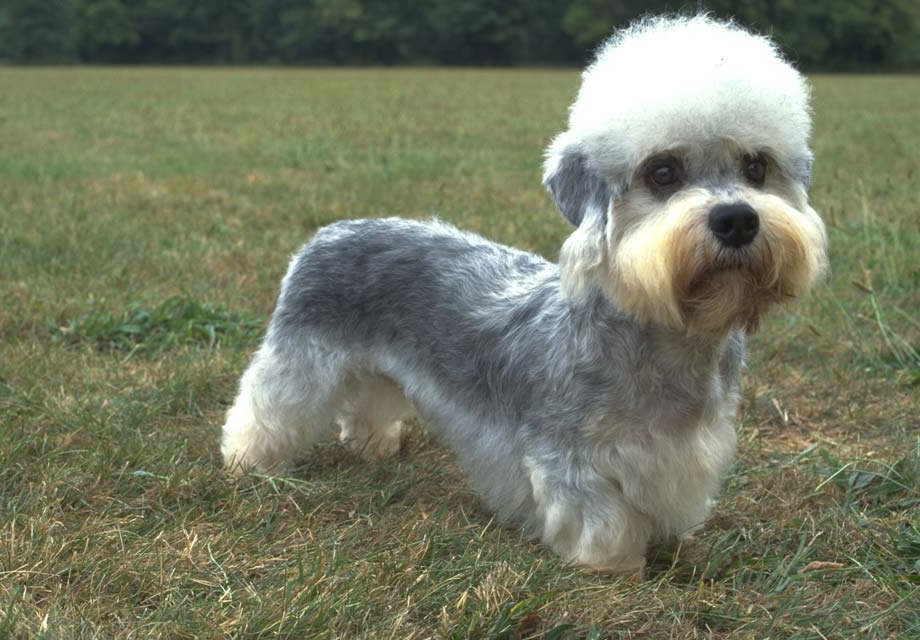 Dandie Dinmont Terrier Breeders