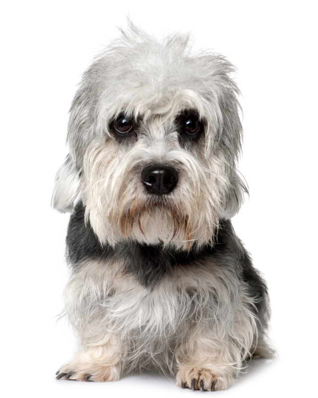 Dandie Dinmont Terrier For Sale
