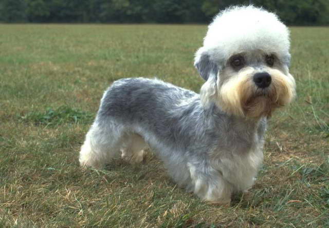 Dandie Dinmont Terrier