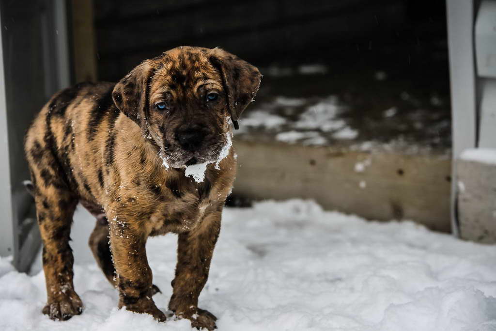 Dane Mastiff Puppies For Sale