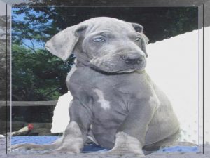 Danlea Farms Great Dane