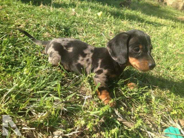 Dapple Dachshund Puppies For Sale In Arkansas PETSIDI