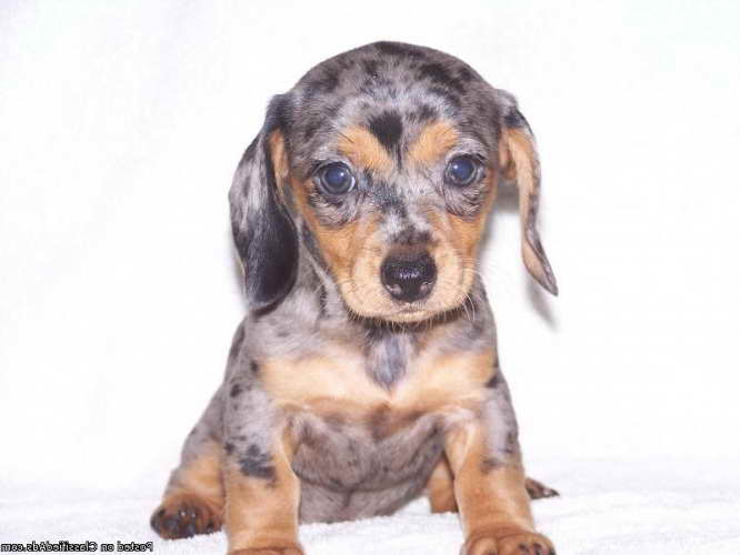 Dapple Dachshund Puppies For Sale In Michigan