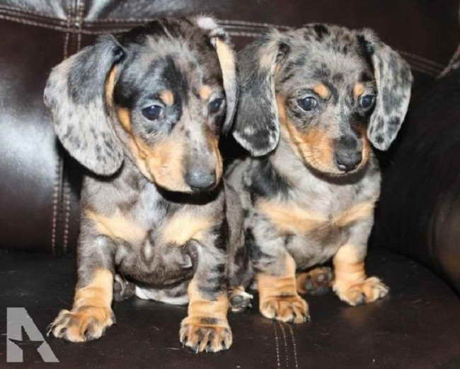 Dapple Dachshund Puppies For Sale In Texas