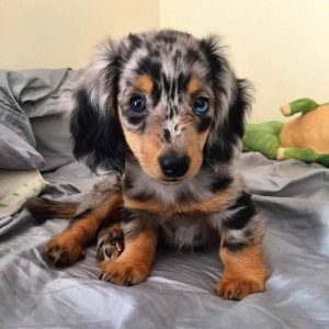Dapple Long Haired Mini Dachshund