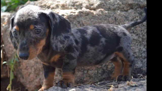 Dapple Mini Dachshund Puppies For Sale PETSIDI