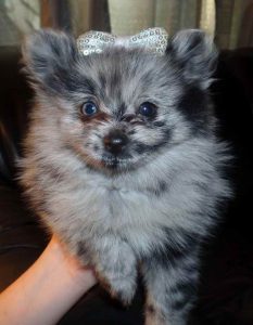 Dapple Pomeranian