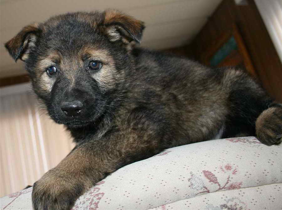 Dark Sable German Shepherd Puppies For Sale