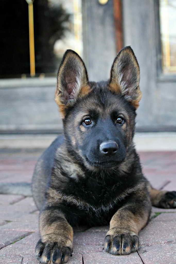 Dark Sable German Shepherd Puppy