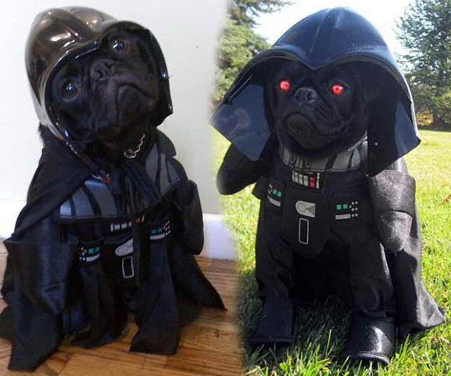 Darth Vader Pug Costume