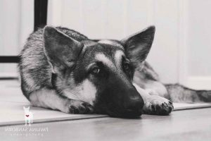 Daytona Beach German Shepherd Rescue