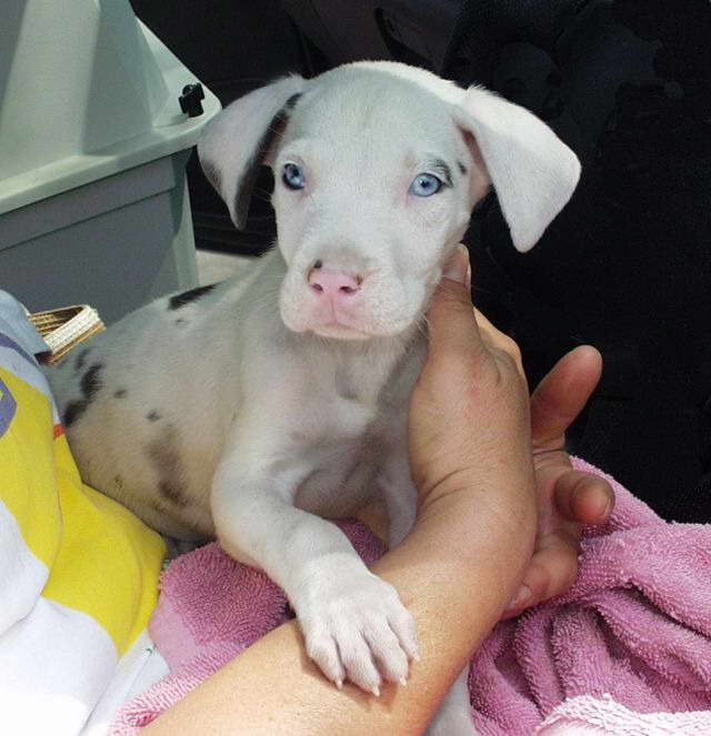Deaf Great Dane Puppy For Sale