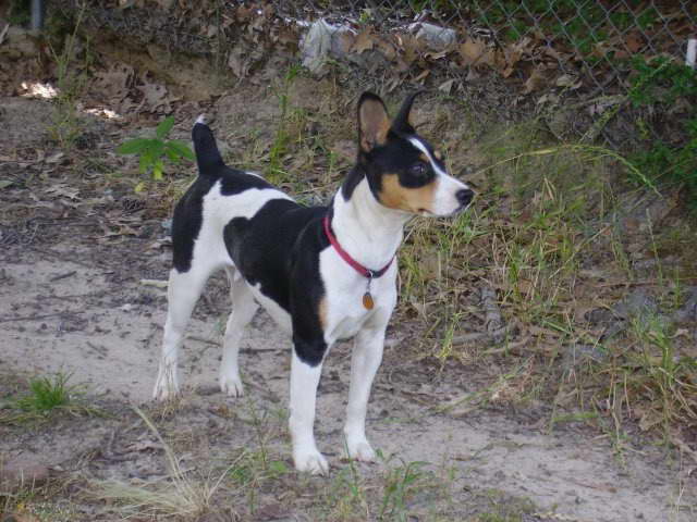 Decker Rat Terrier