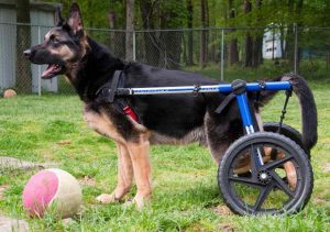 Degenerative Myelopathy German Shepherd Test