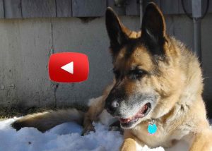 Degenerative Myelopathy In German Shepherd