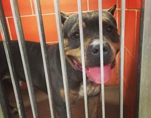 Denver Pit Bull Rescue