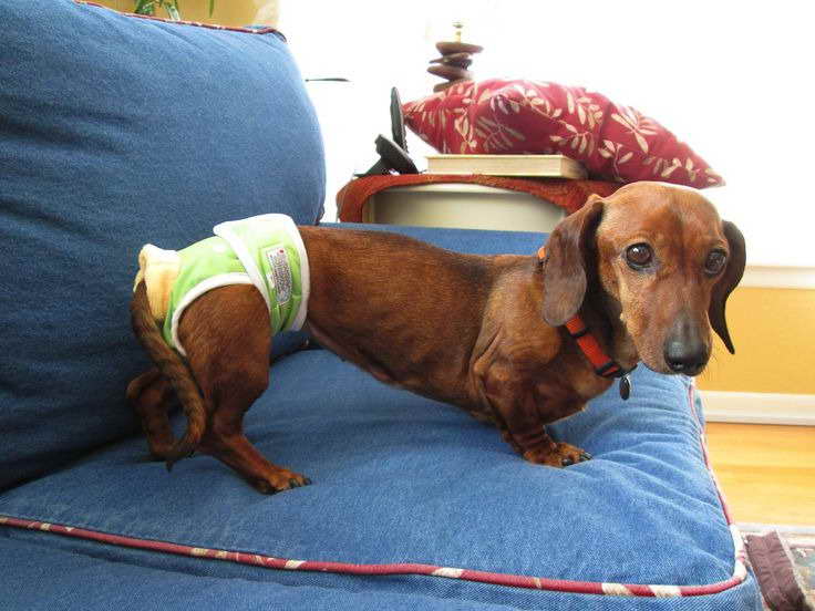 Diapers For Female Dachshund