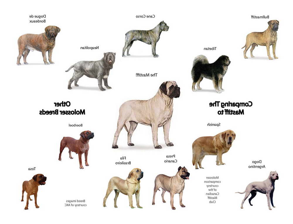 Different Mastiff Breeds