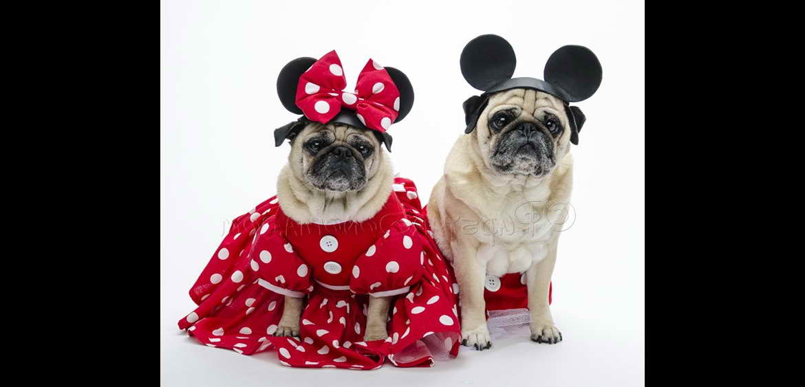 Disney Pug