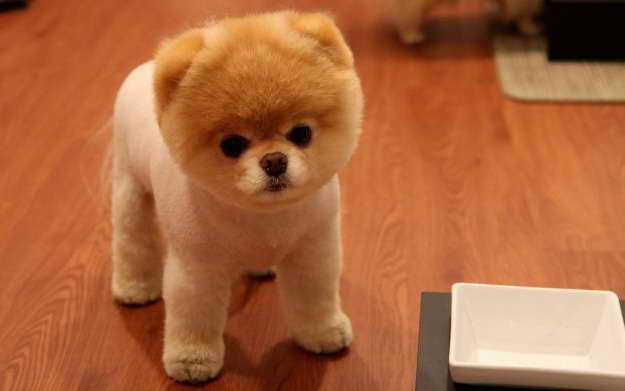 Does Pomeranian Bark A Lot