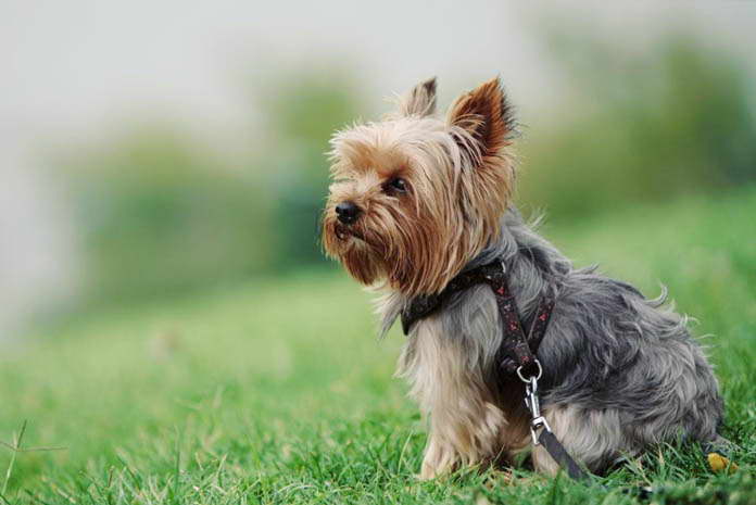 does yorkshire terrier shed petsidi