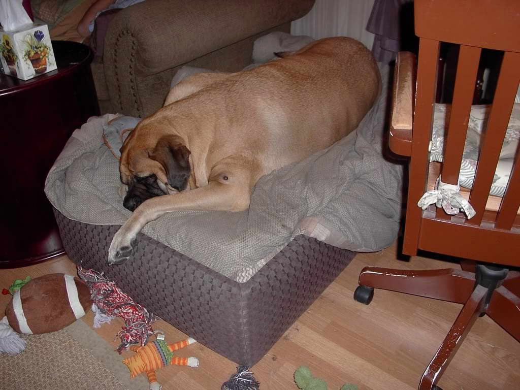 Dog Bed For Mastiff