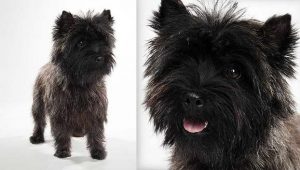 Dog Breed Cairn Terrier
