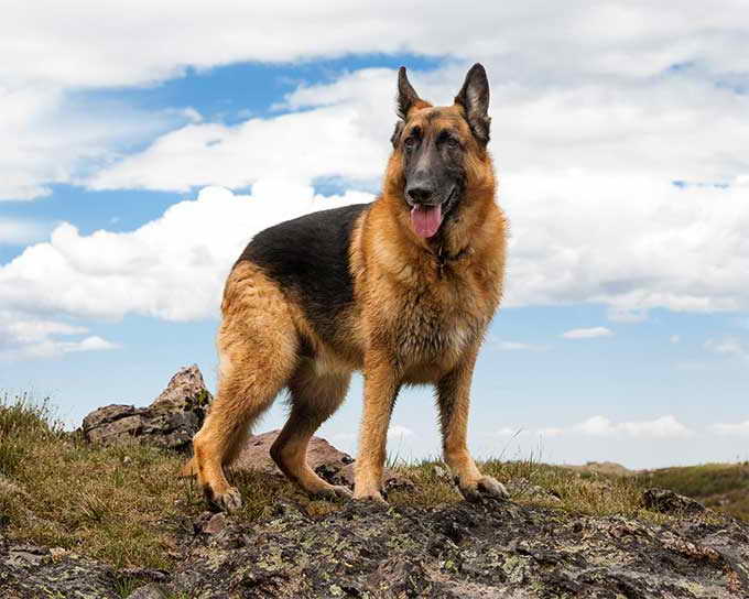 Dog Breed German Shepherd