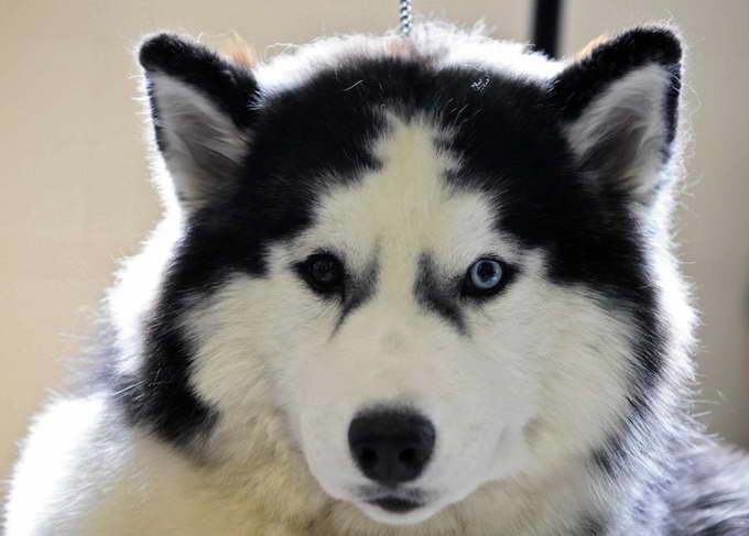 Dog Breed Husky