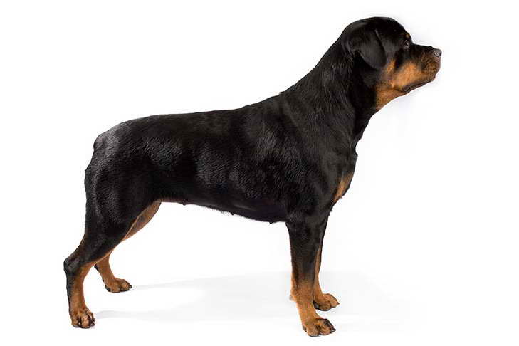 Dog Breed Rottweiler