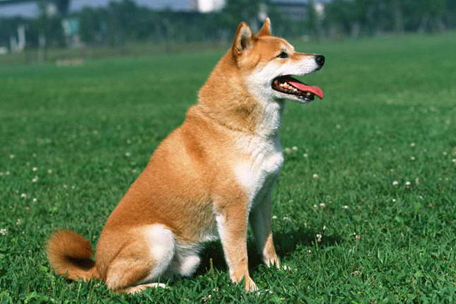 Dog Breed Shiba Inu For Sale
