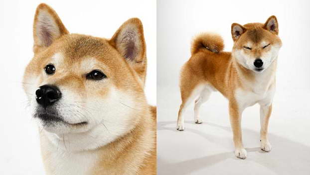 Dog Breed Shiba Inu