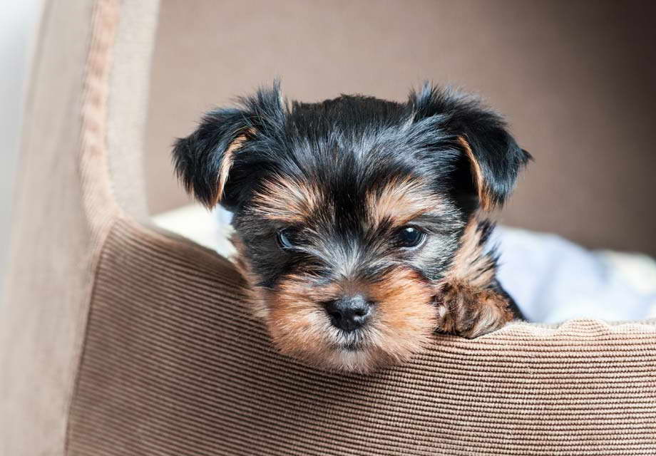 Dog Breeders Yorkshire Terrier