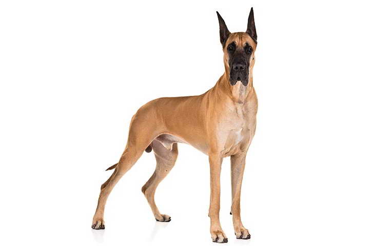 Dog Breeds Great Dane