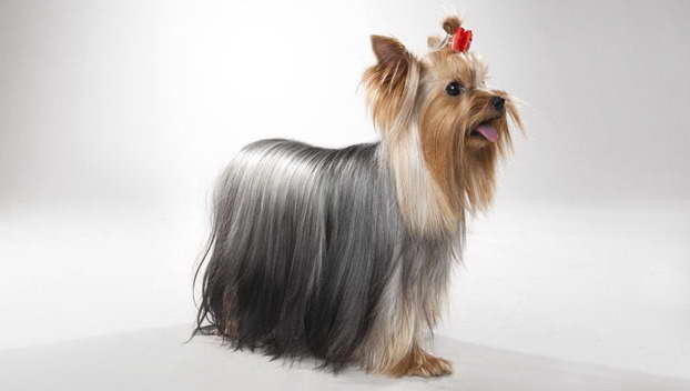 Dog Breeds Yorkshire Terrier