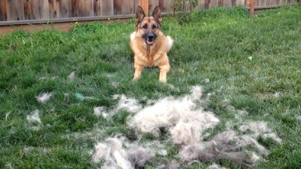 Dog Brush For German Shepherd