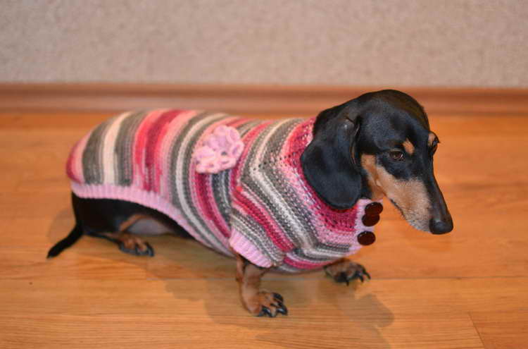 Dog Clothes For Dachshund
