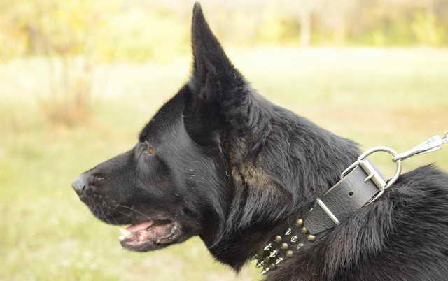 Dog Collar For German Shepherd
