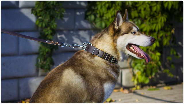 Dog Collar For Husky