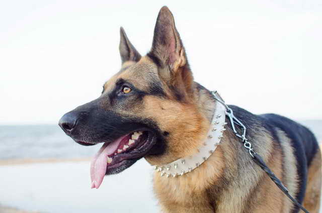 Dog Collars For German Shepherd