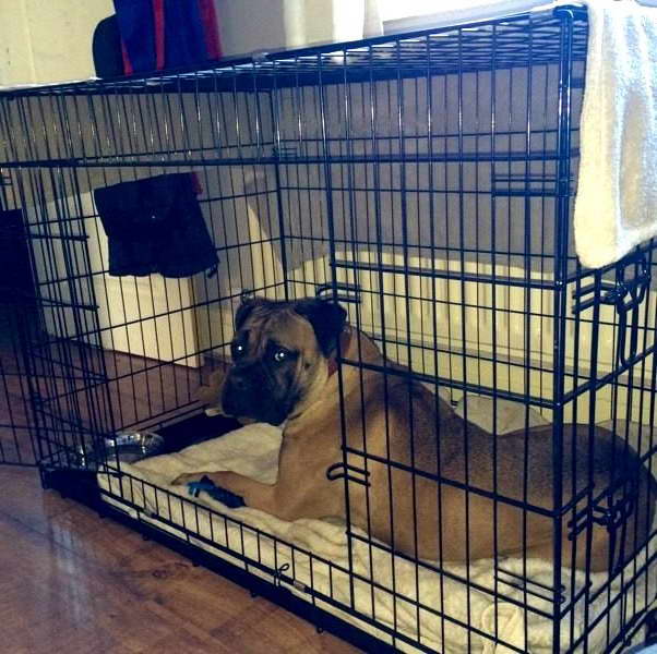 Dog Crate For Mastiff