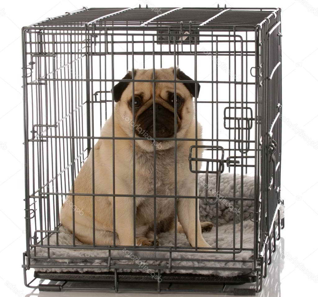 Dog Crate For Pug
