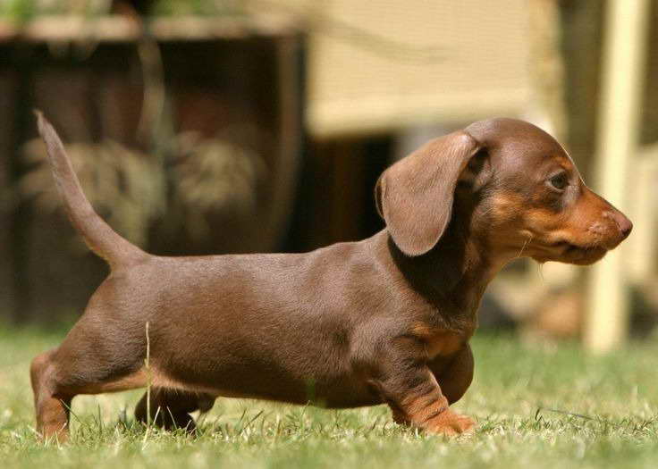 Dog Dachshund Puppy