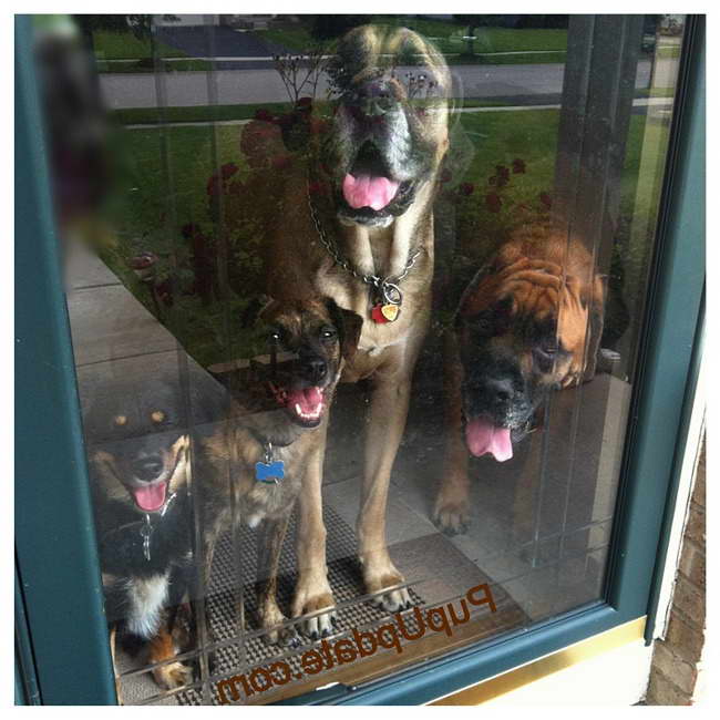 Dog Door For English Mastiff