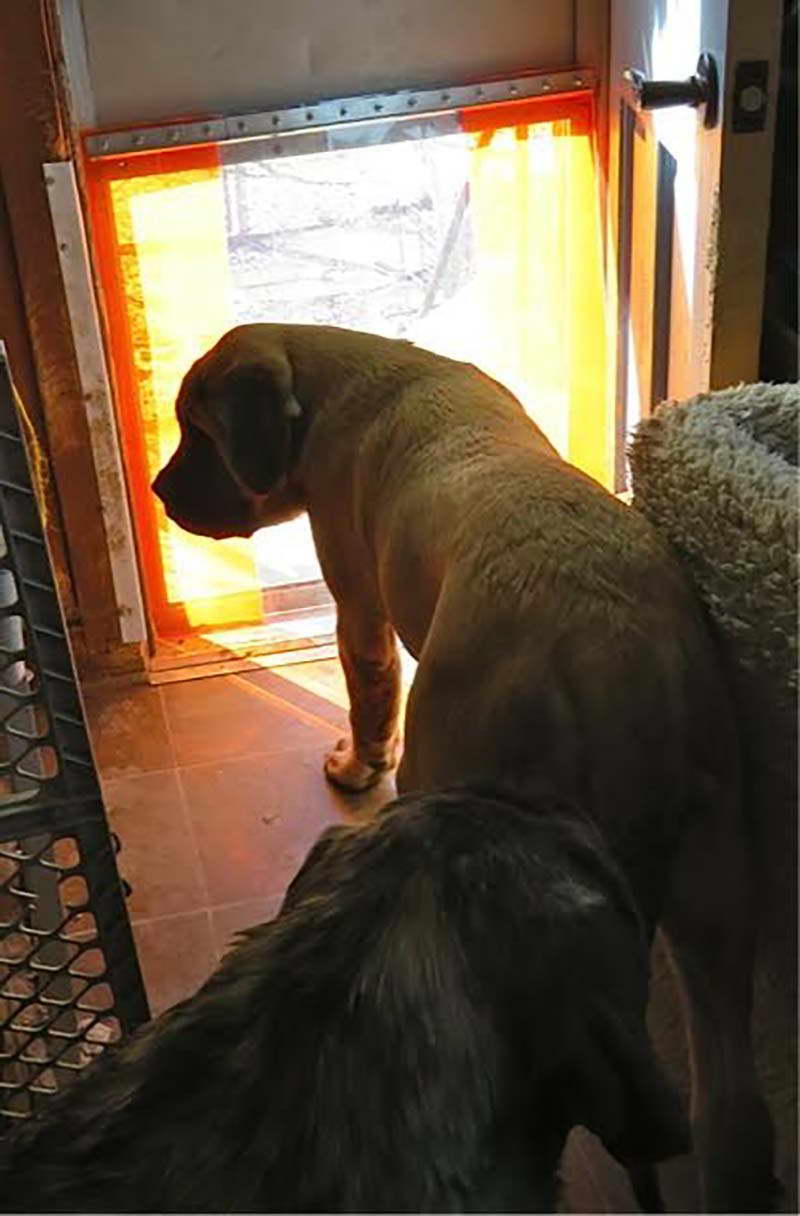 Dog Door For Mastiff