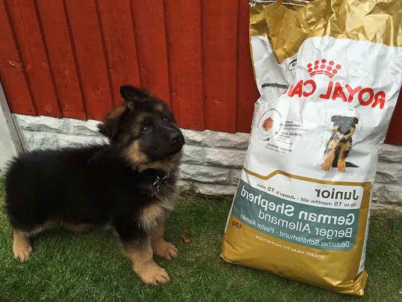 Dog Food For German Shepherd Puppies