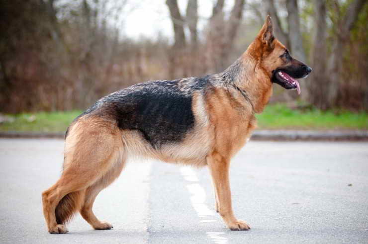 Dog For Sale German Shepherd